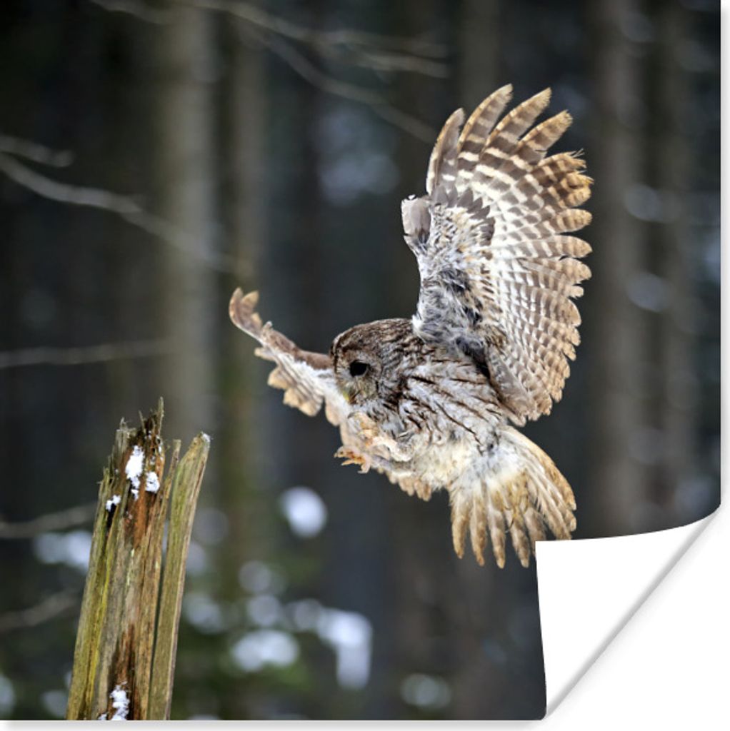 MuchoWow Poster Fliegender Waldkauz in einem Wald 75x75 cm - Wand Dekoration