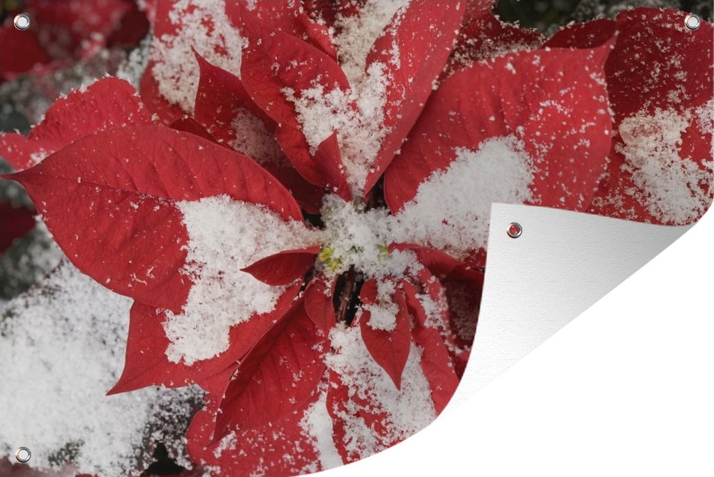 MuchoWow 60x40 cm Outdoor-Poster Gartendeko Sichtschutz Garten Poster für den Garten Christrose - Weihnachtsblume
