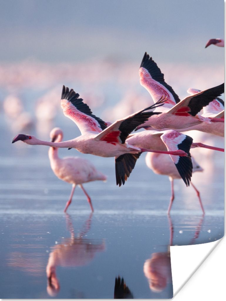 MuchoWow Poster Flamingo - Vogel - Wasser - Rosa 30x40 cm - Wandplakat - Poster Kinderzimmer