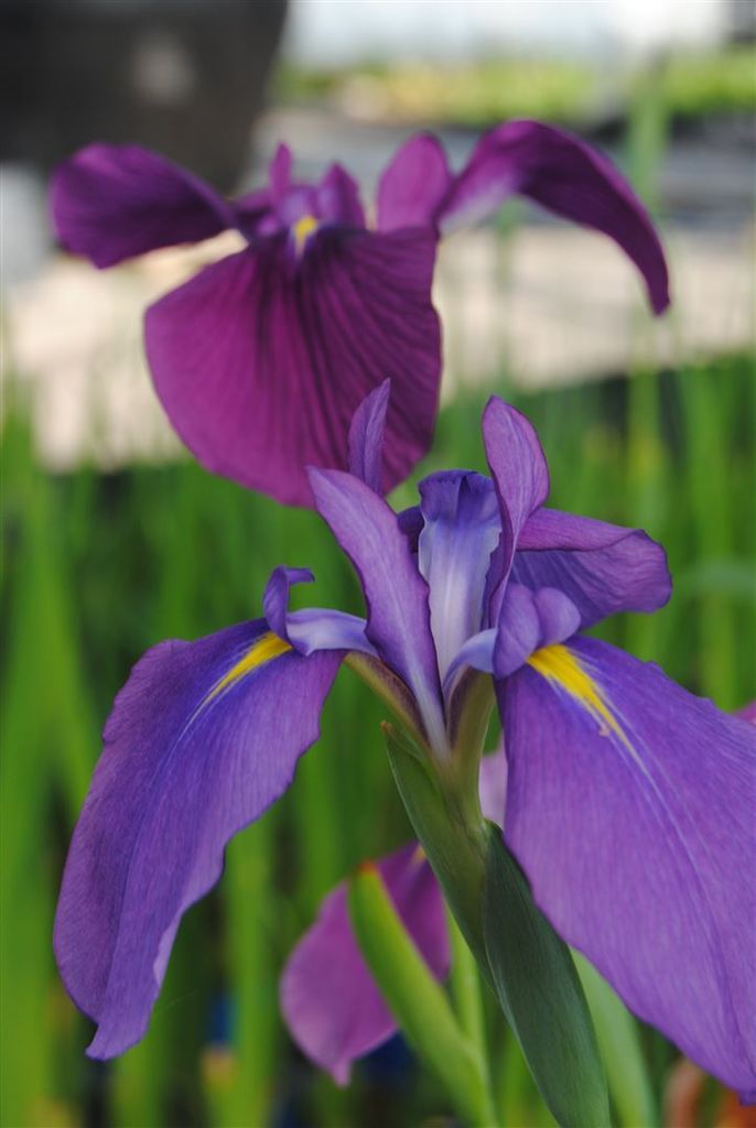 Iris ensata, Japanische Sumpf-Schwertlilie, ca. 9x9 cm Topf