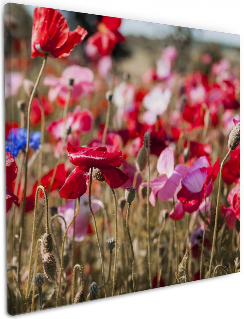 Wallario Premium Leinwandbild Mohnblumen am Rande eines Feldes in Größe 50 x 50 cm