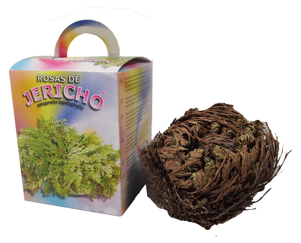 Artikelbild 1 von 'Rose von Jericho (1 Stück)' aus der Kategorie Rose von Jericho