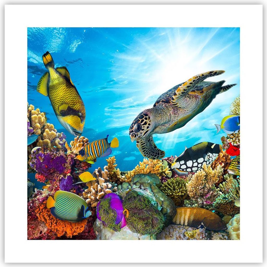 Poster - Poster ohne Rahmen - Riff Koralle Fisch - 40x40 cm - Wand Bild - Wanddeko - Wandbilder - Kunstposter - Wandposter - Bilder - Kunstdruck - ...