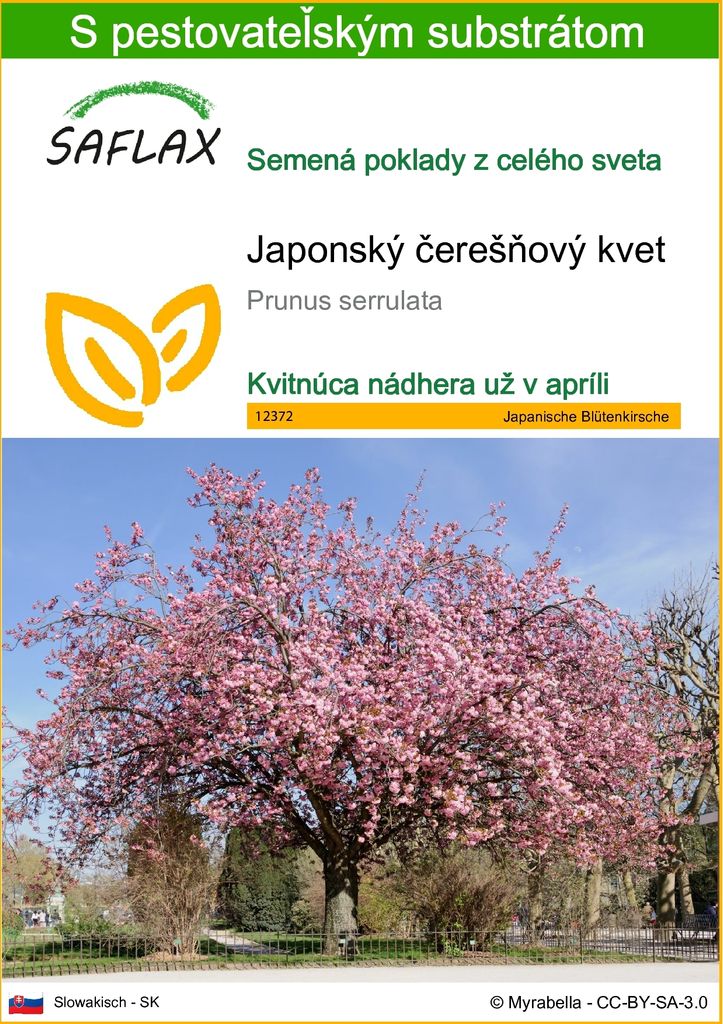 SAFLAX - Japonský čerešňový kvet - Prunus serrulata - 30 Obrázok produktu 