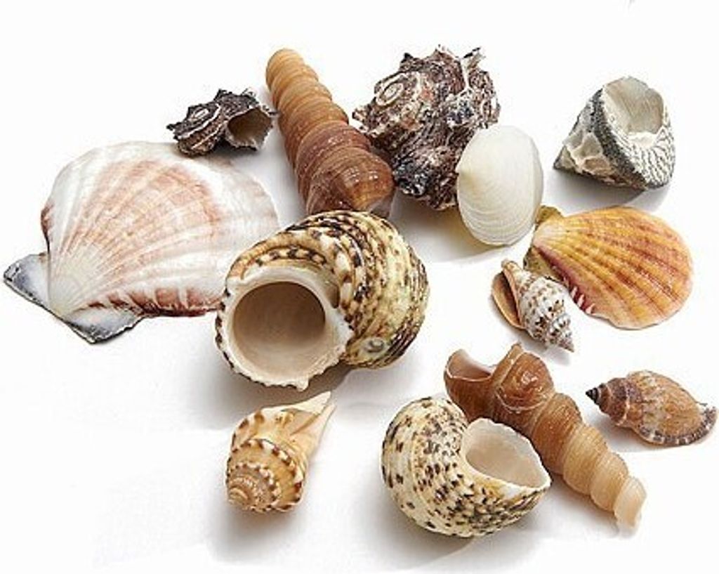 Muschelmix 'Extra Large', Gewicht ca. 1kg | Muscheln und Produktbild 