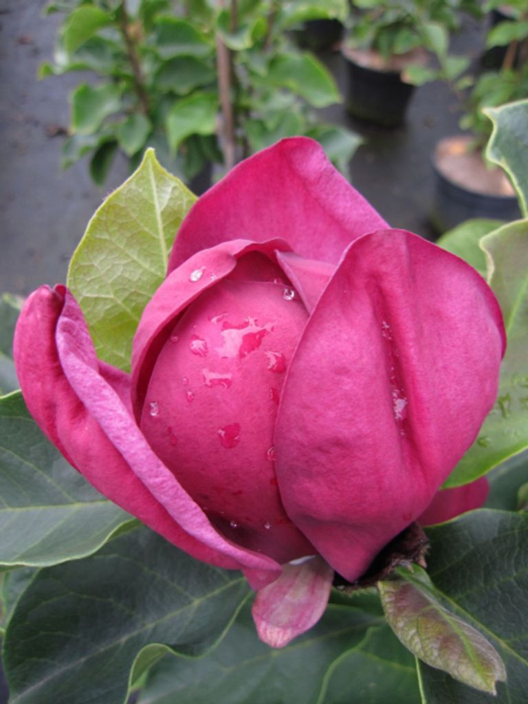 Magnolie Genie - Magnolia x soulangiana - Tulpenbaum - Blütengehölz - duftend - 60-80cm