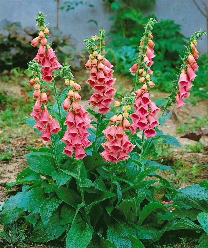 Digitalis x mertonensis, Fingerhut, rosa Blüten, ca. 11x11 Produktbild 