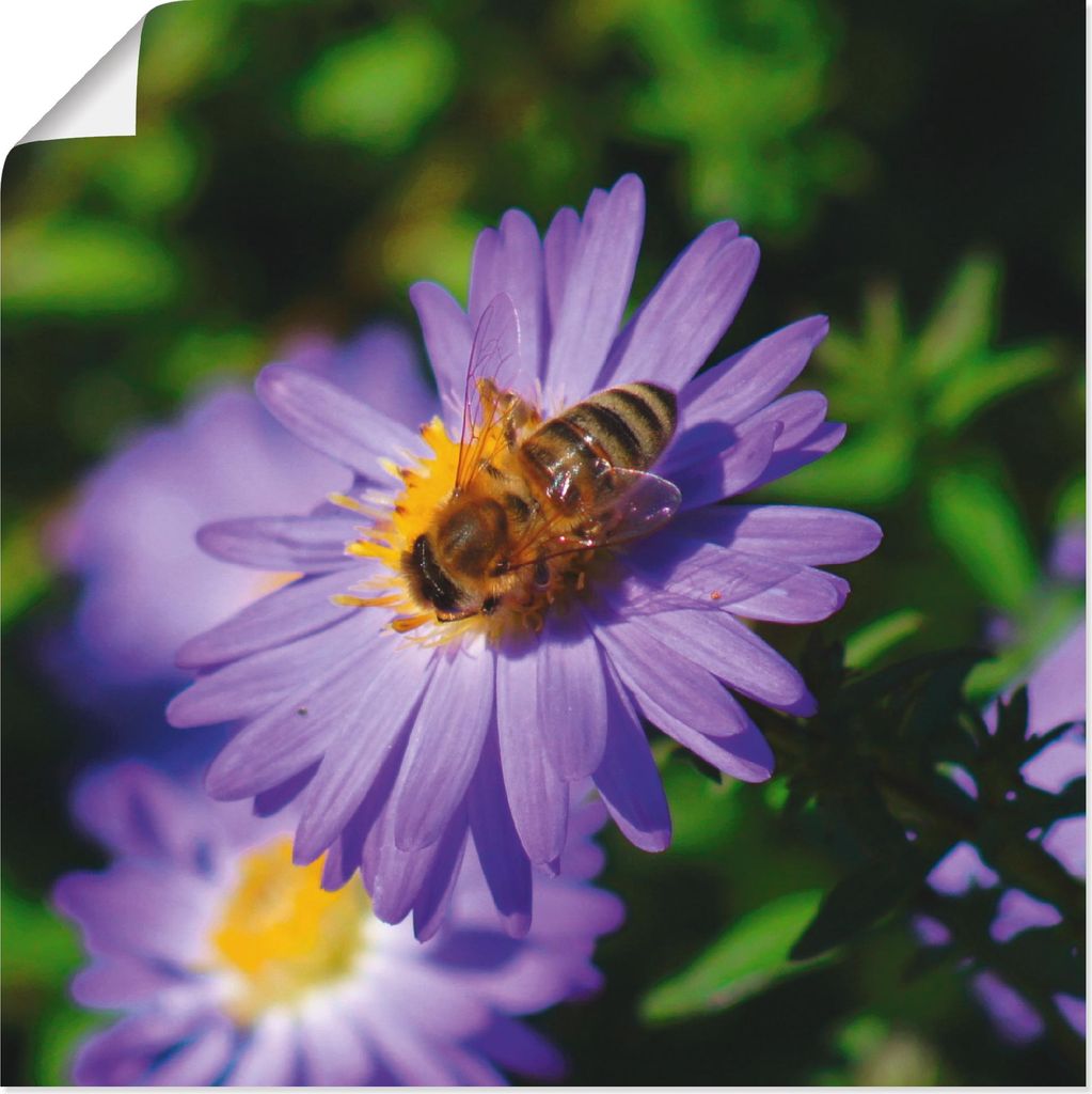 ARTland Poster Honigbiene auf lila Aster Größe: 30x30 cm