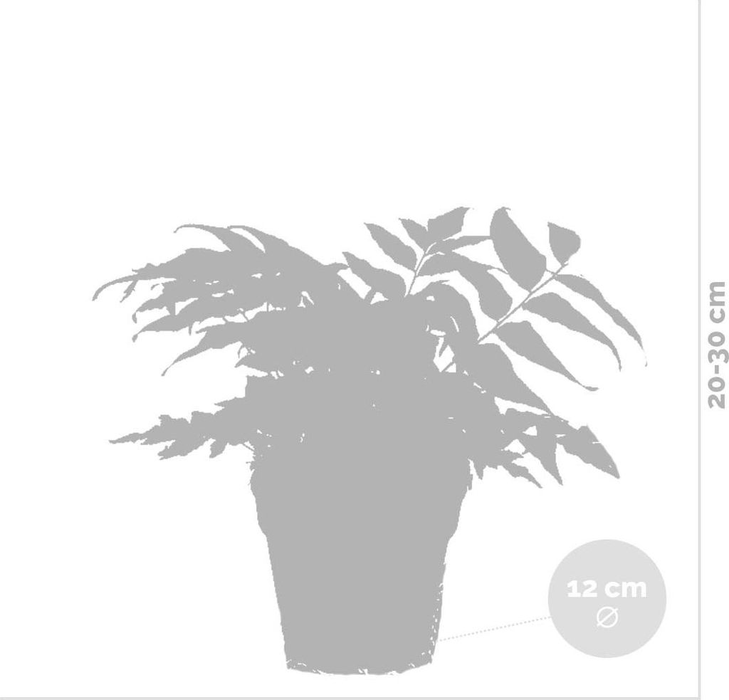 blauer kaktus kaufen Pilosocereus magnificus HU224 SAMEN main image 1
