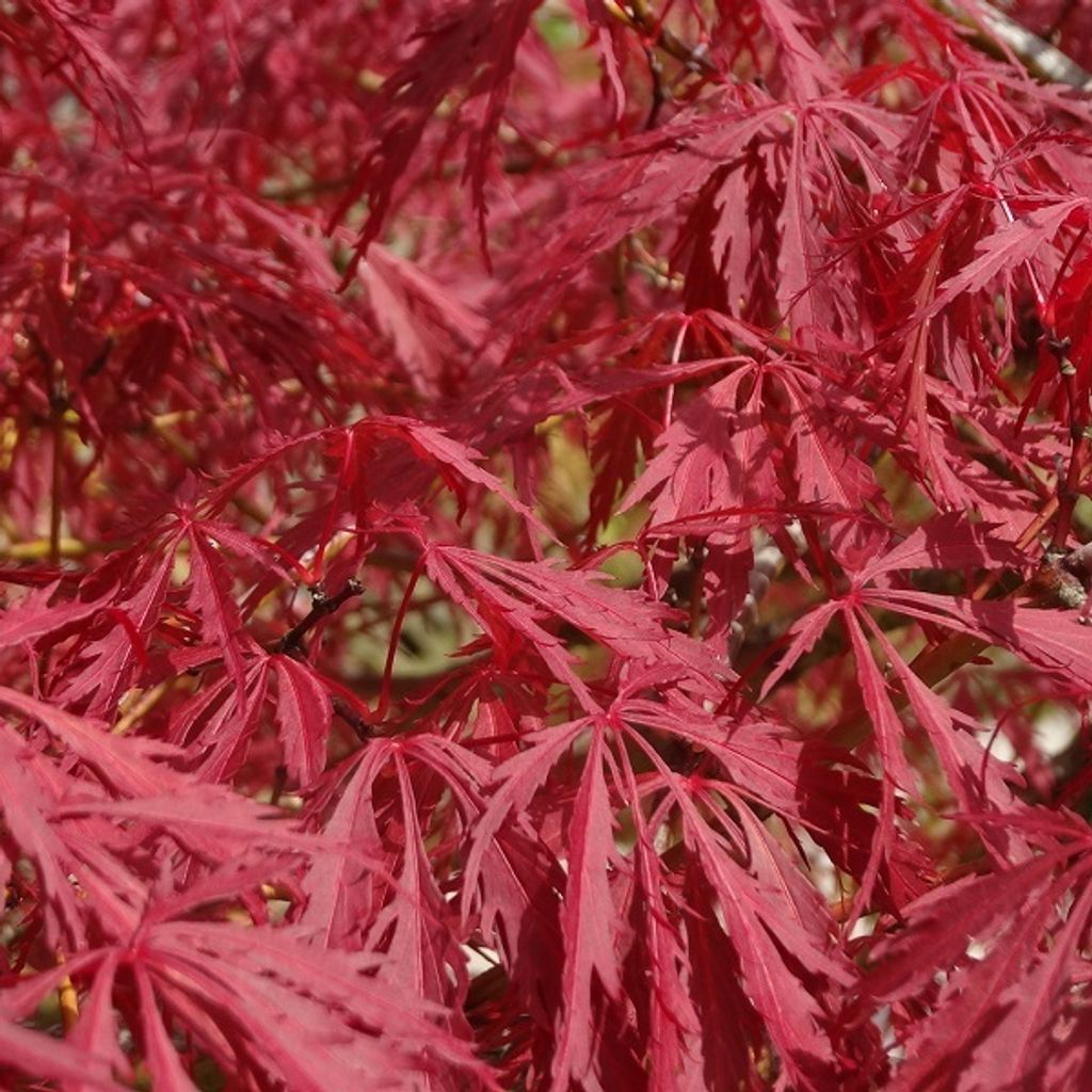Acero rosso giapponese - Acer palmatum 'Garnet' | 60-80 cm Immagine del prodotto 