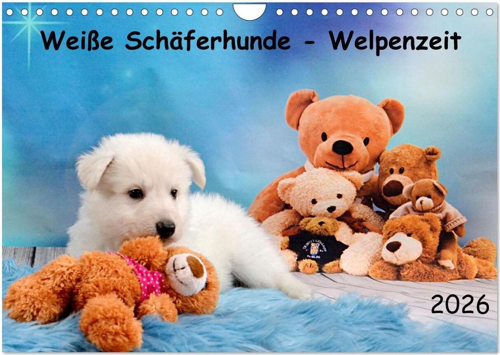 Weiße Schäferhunde - Welpenzeit (Wandkalender 2026 DIN A4 quer), CALVENDO Monatskalender
