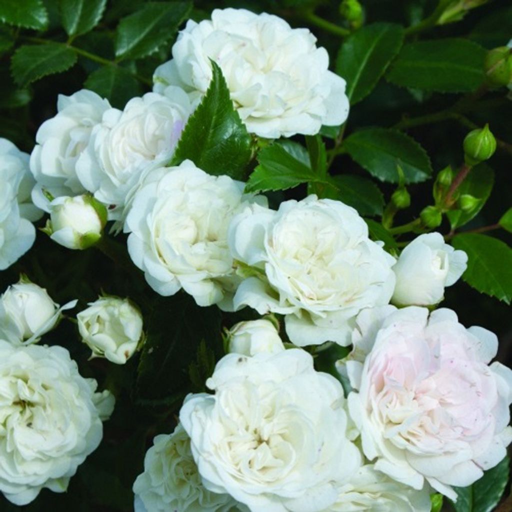 2 x  Rosa  - Bodendecker Rose - Rosa 'White Fairy' Produktbild 