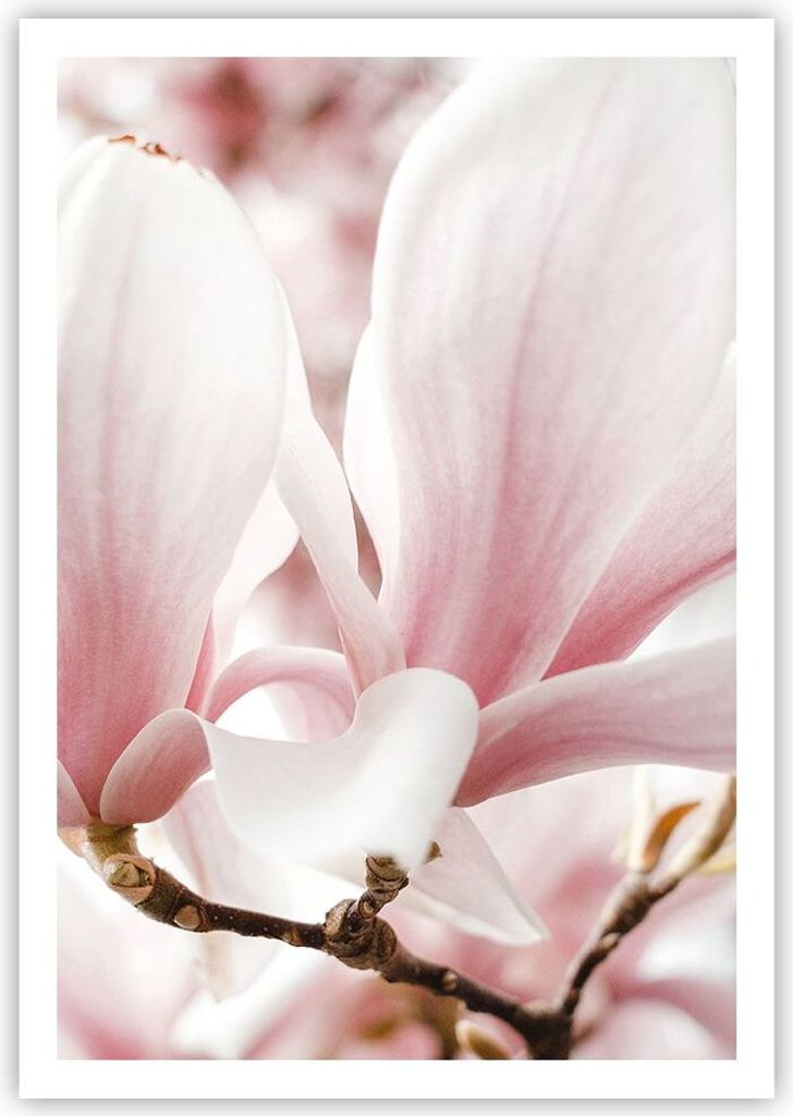 Poster - Poster ohne Rahmen - Zweig Magnolie Blume - 70x100 cm - Wand Bild - Wanddeko - Wandbilder - Kunstposter - Wandposter - Bilder - Kunstdruck...
