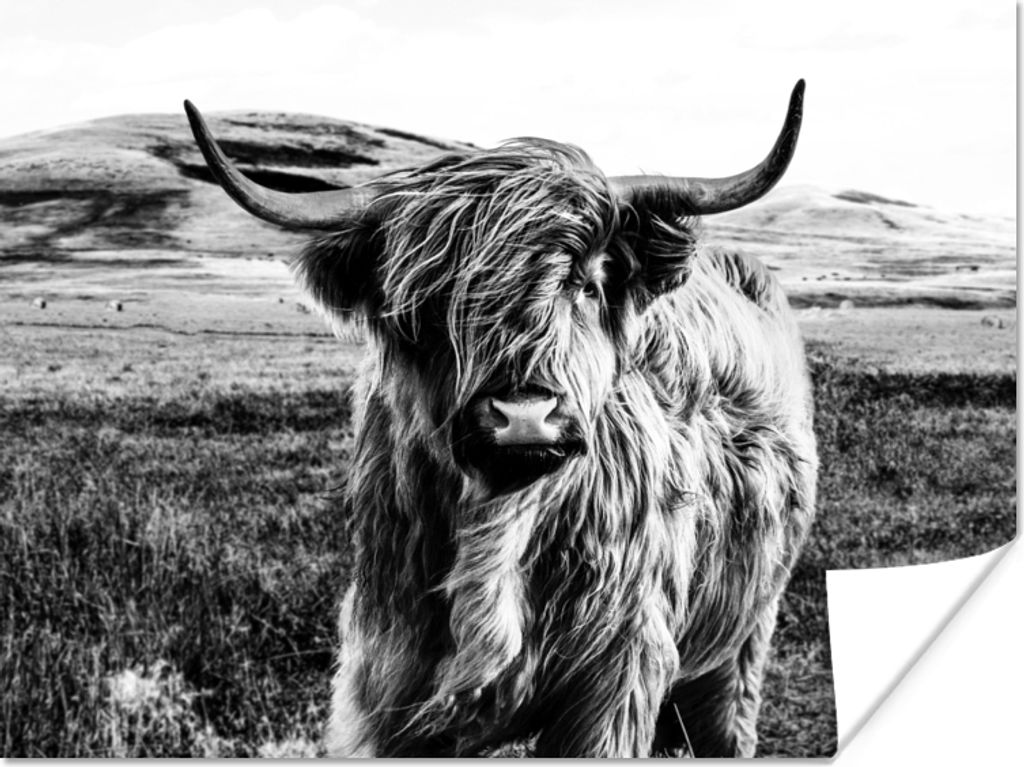MuchoWow Poster Schwarz - Weiß - Schottischer Highlander - Gras 160x120 cm - Foto Plakat
