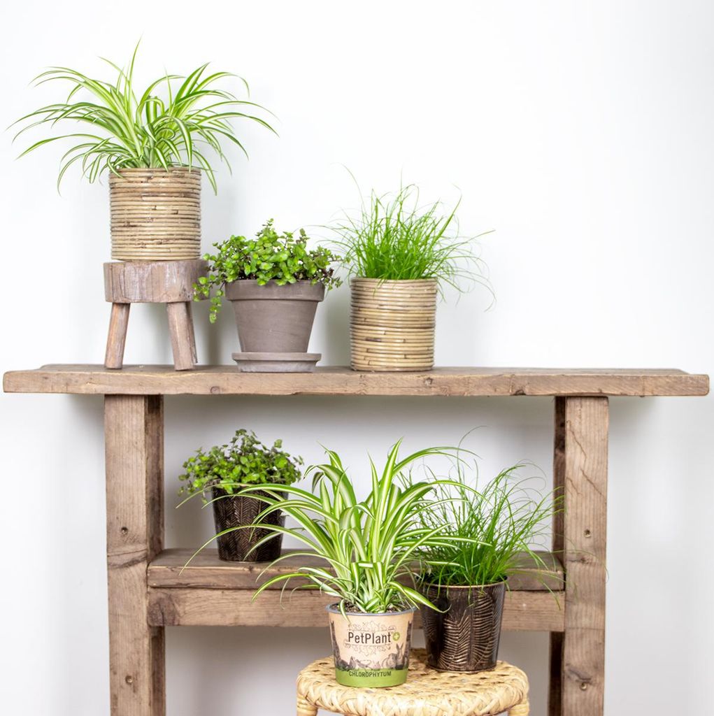 Bloomique - 6er-Set - Haustierfreundliche Pflanzen - Chlorophytum, Cyperus, Callisia - Zimmerpflanzen - 20-30 cm Hoch - Topf 12 cm