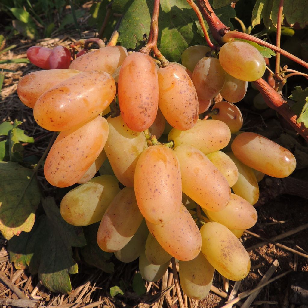 Vinná réva Prieobraženie 2L Obrázek produktu 
