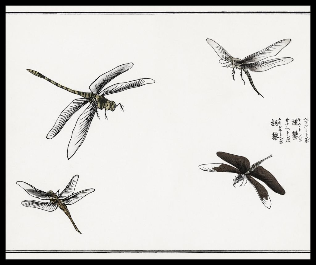 Plakat 60x50cm Libellen Illustration Morimoto Toko Japanisch Vintage für das Wohnzimmer