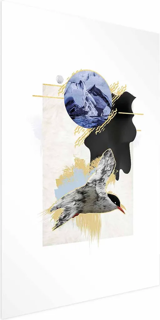 Poster Sterna Antartica 60x90 cm | Stampa Artistica Premium con Margine