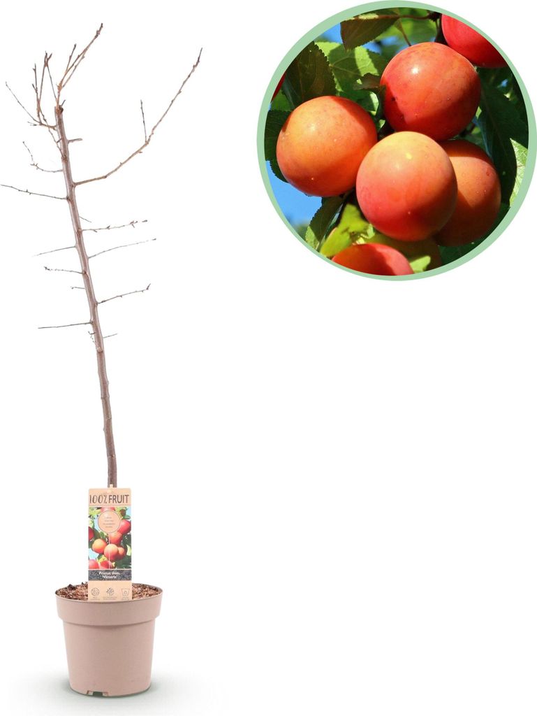 Green boutiQ - Obstbaum - Prunus domestica Victoria - Apfelbaum - Winterhart - Rosa-Orange Apfel - 1 Pflanze - Topf 21cm - Höhe 90cm