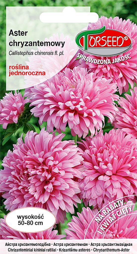 Samen von Aster hohe Chrysantheme rosa 0.5g - Torseed Produktbild 
