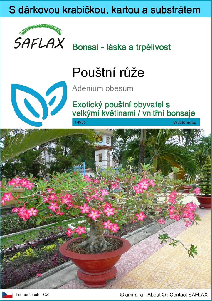 SAFLAX Dárková sada - pouštní růže - Adenium obesum - 8 Obrázek produktu 