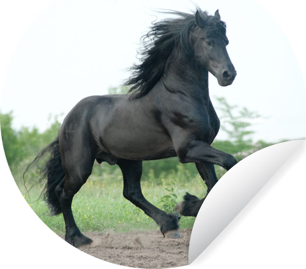 MuchoWow Runde Wandtattoo - Wandsticker Tapete Aufkleber Pferd - Schwarz - Natur Ø 80 cm Selbstklebend und Repositionierbar - Wandaufkleber - Kr...