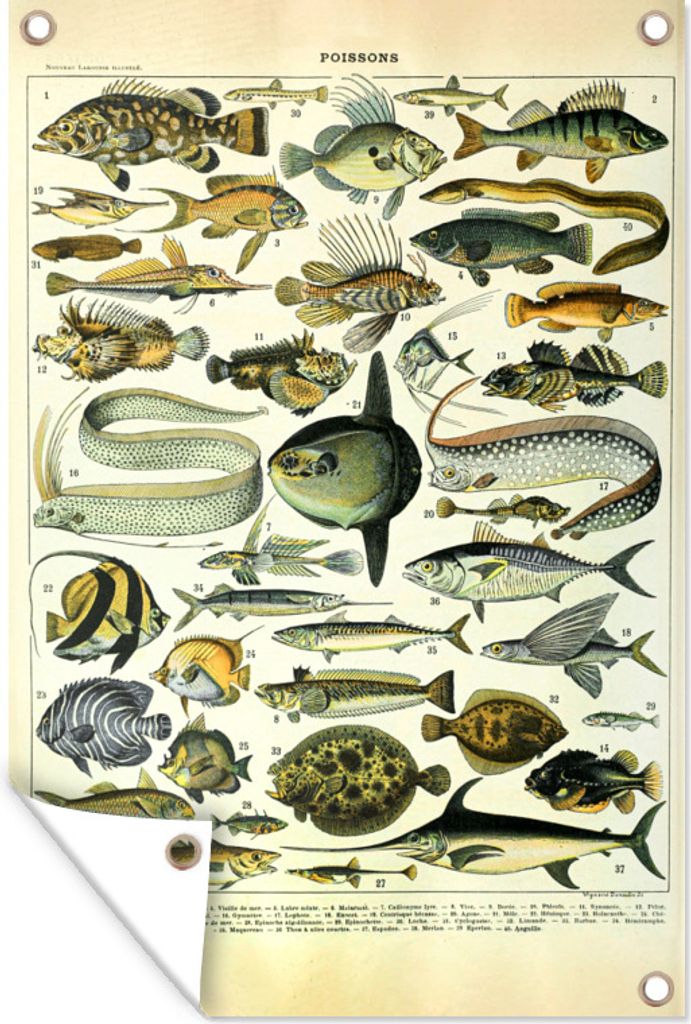 MuchoWow 40x60 cm Outdoor-Poster Gartendeko Sichtschutz Garten Poster für den Garten Adolphe Millot - Kunst - Vintage - Fische - Tiere