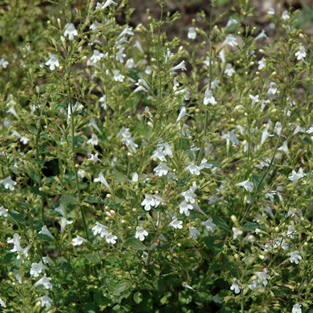 6 x Kleinblütige Bergminze - Calamintha nepeta 'White Cloud' | Topf 9cm x 9cm