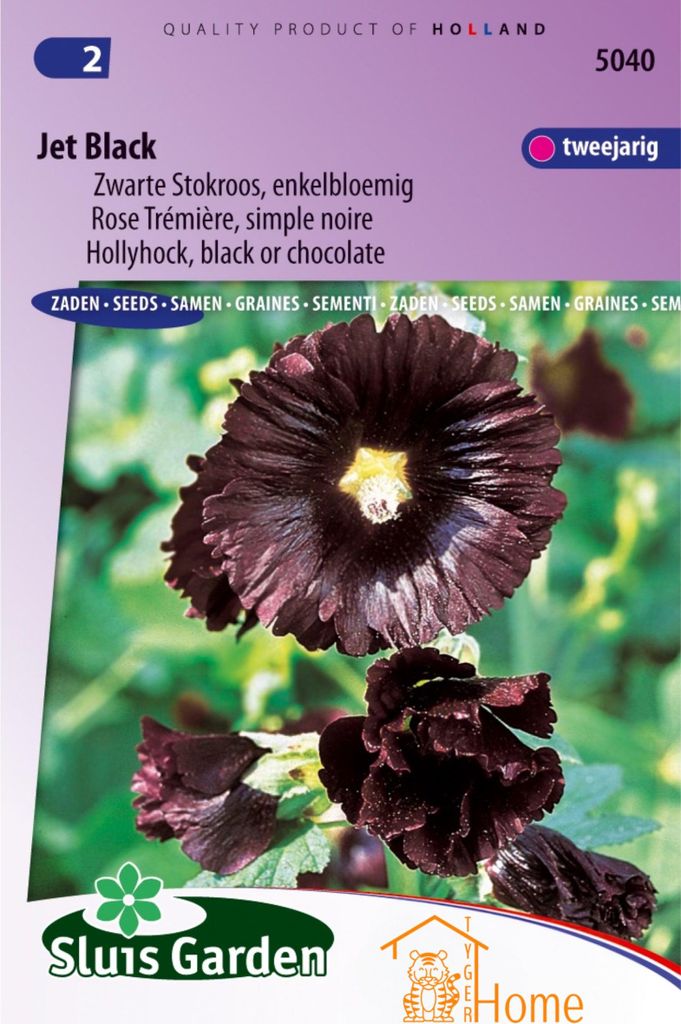 Jet Black Stockrose – Samen für wunderschöne, tiefschwarze, einblütige Stockrosen