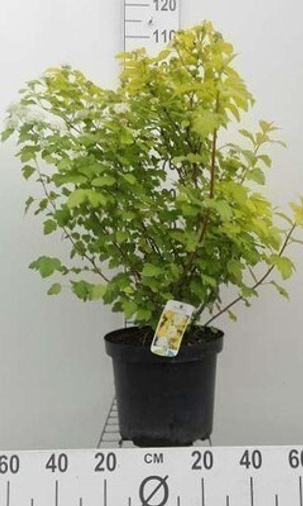 Physocarpus opulif. 'Dart's Gold' - Gelbe Blasenspiere 60- 80 cm - Container