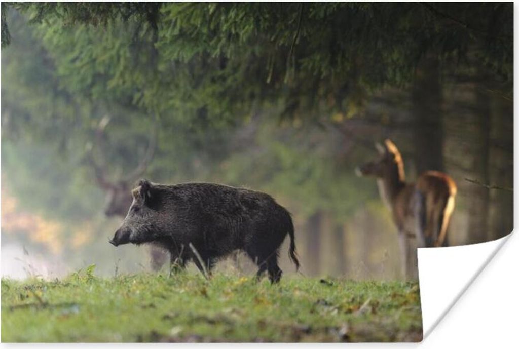 MuchoWow Poster Schwein - Hirsch - Wald 90x60 cm - Schlafzimmer