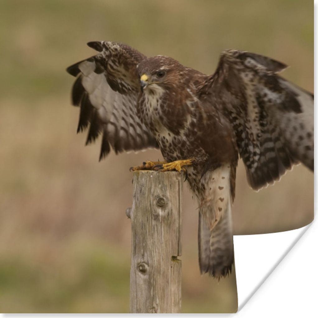 MuchoWow Poster Bussard - Vogel - Pfahl 75x75 cm - Wand Dekoration