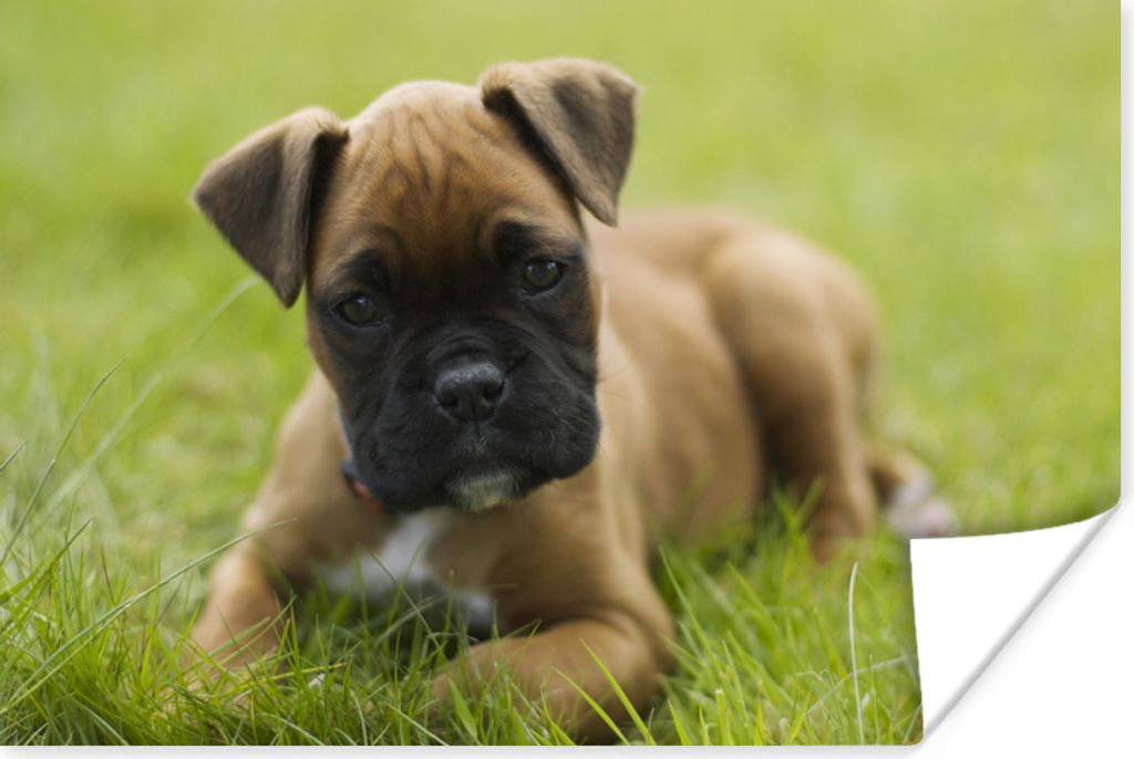 MuchoWow Poster Boxerwelpe liegt im grünen Gras 90x60 cm - Schlafzimmer