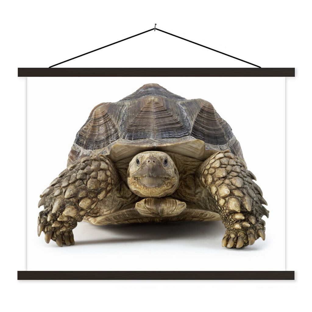 MuchoWow Textilposter Schildkröte - Tiere - Weiß 150x113 cm mit schwarzem Rahmen - Wohnzimmer