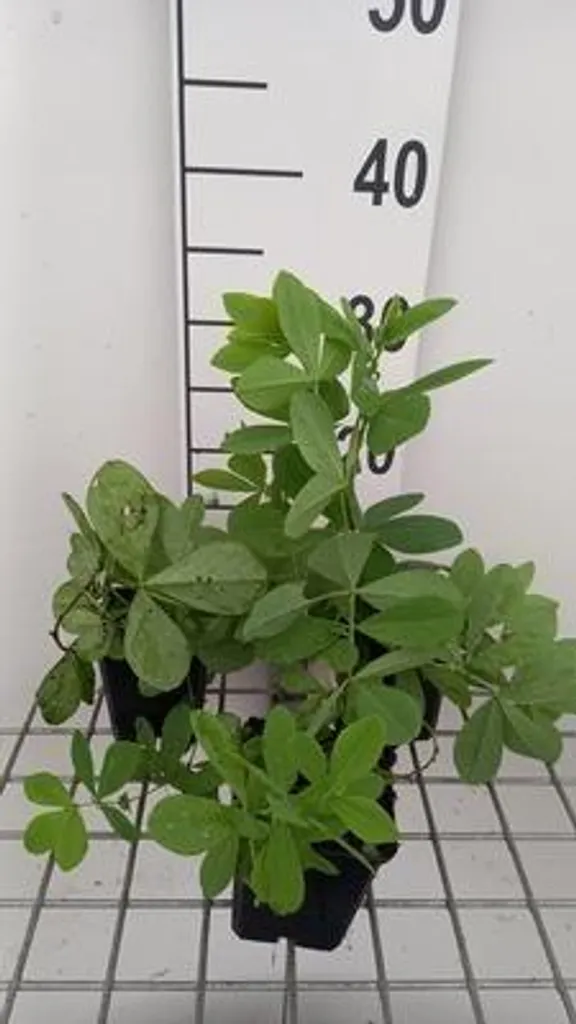 Réussir son Jardin avec le Baptisia Blueberry Sundae - Lot de 6 Pots