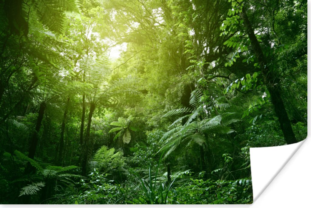 MuchoWow Poster Dschungel - Pflanzen - Blätter - Jungen - Mädchen - Kinder 90x60 cm - Schlafzimmer