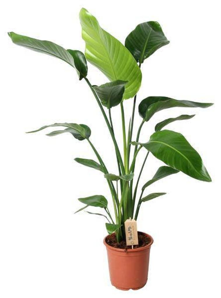 Baum – Strelitzie – Strelitzia Nicolai – Zimmerpflanze – Ø21cm – 100cm – Weiße Paradiesvogelblume