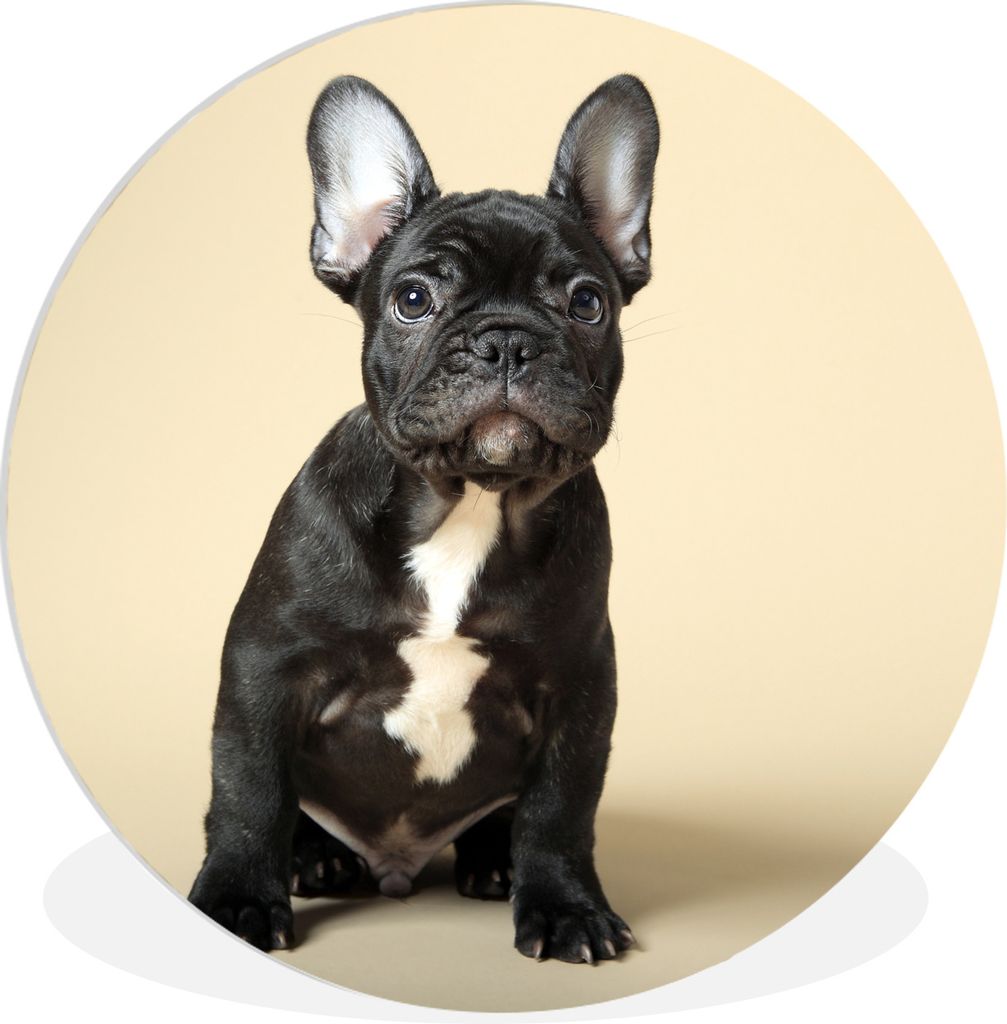 MuchoWow Rundes Wandbild - Runde Bilder Französische Bulldogge - Schwarz - Beige Ø 30 cm Kreis Wanddekoration Kunststoff - Wandkreis - Wandschm...