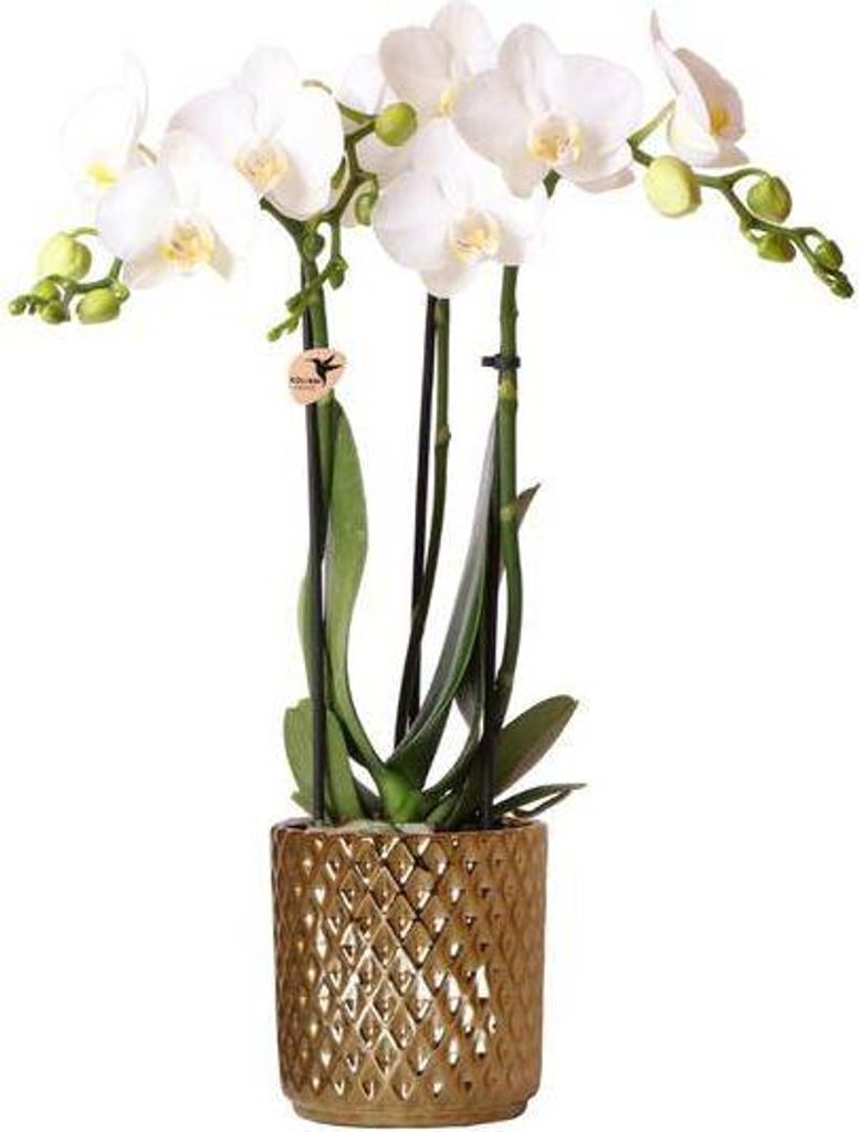 Phalaenopsis Amabilis Ø9cm 40cm Orchidee weiß im goldenen Topf Zimmerpflanze