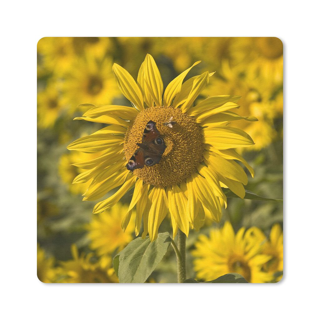 MuchoWow Mauspad Mousepad Tagpfauenauge Schmetterling auf einer Sonnenblume 20x20 cm - Mousepads - Maus Mat - Pad - Mausunterlage - Desk Mat - Bu...