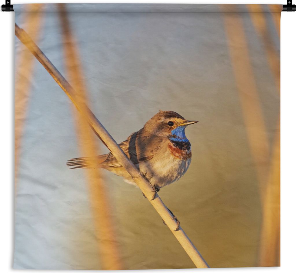 MuchoWow Wandteppich Wandbehang Vögel - Blaukehlchen - Schilf 90x90 cm Tapisserie Dekoration Wandtuch - Wandaufhänger