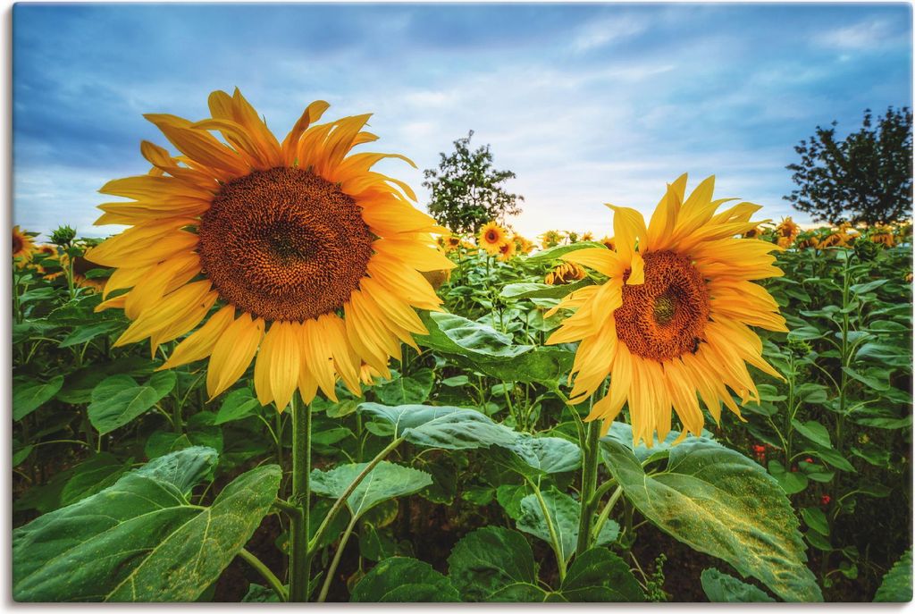 ARTland Leinwandbild Sonnenblumen I Größe: 90x60 cm