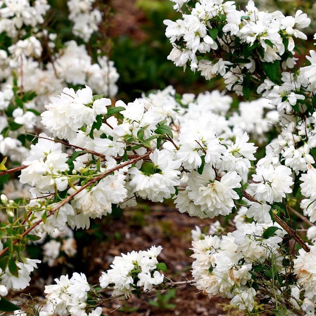 Set mit 4 Pfeifensträuchern (Philadelphus ‘Schneesturm’) – Produktbild 