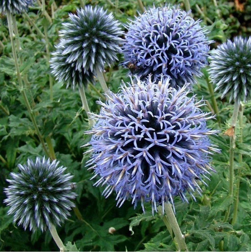 6 x Kugeldistel  - Echinops ritro 'Veitch's Blue'  | Topf Produktbild 