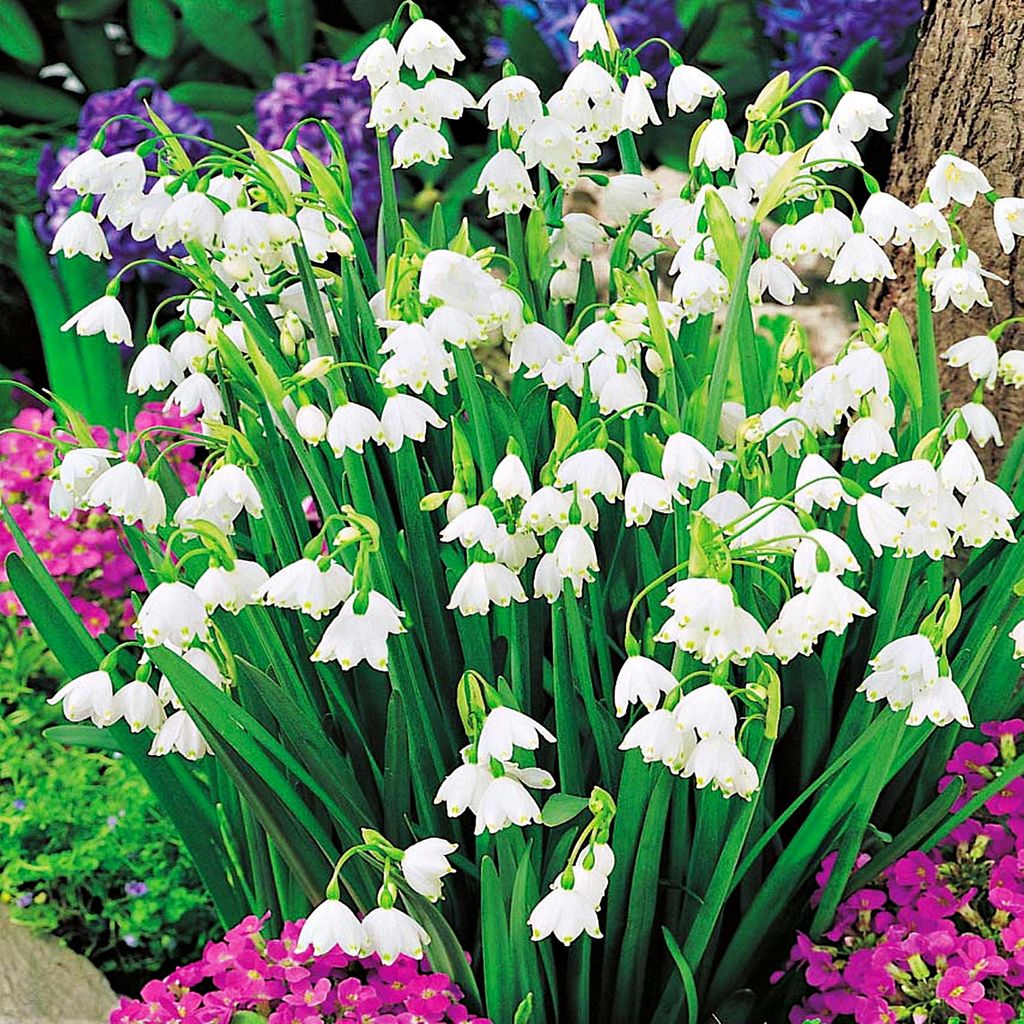 Leucojum Aestivum Śnieżyca Letnia 5 szt. Cebulki Cebule Zdjęcie produktu 
