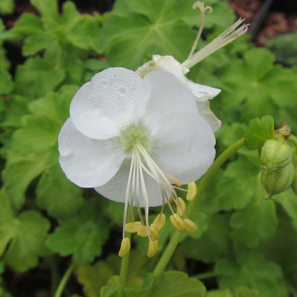 6 x Garten-Storchschnabel - Geranium macrorrhizum 'White Ness' | Topf 9cm x 9cm
