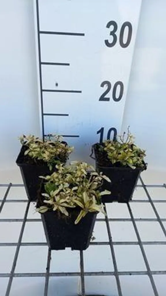 Origanum Aureum Anti-Mauvaises Herbes - Origan Doré Couvre-Sol x6