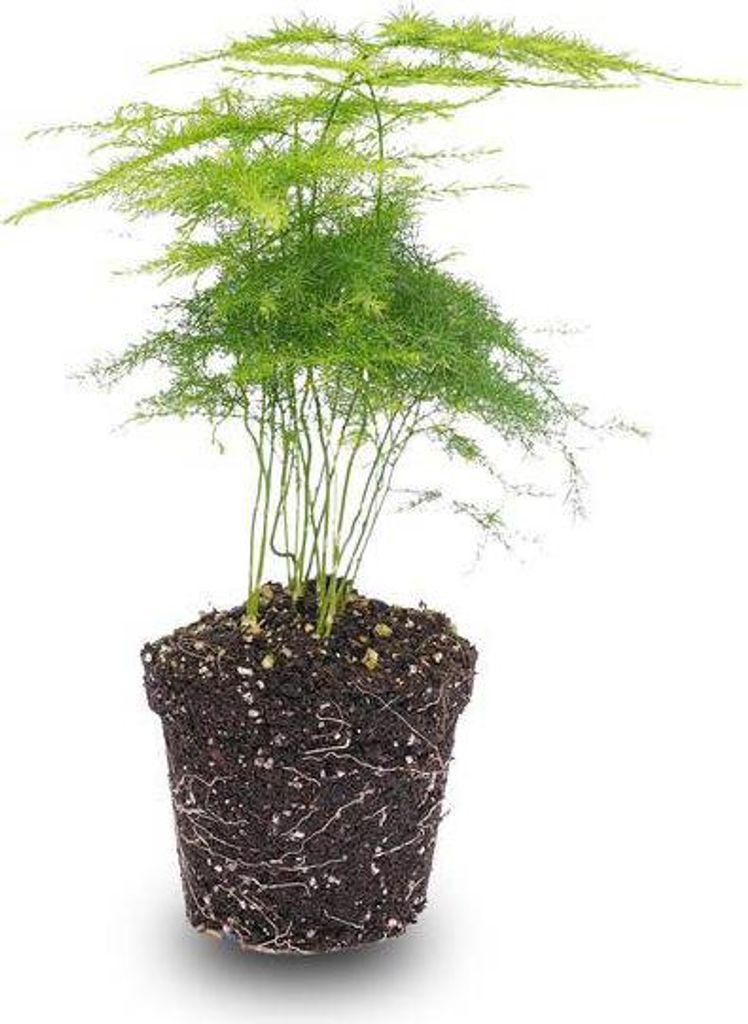 Zierspargel Asparagus Setaceus Plumosus Terrarienpflanze Pflegeleicht
