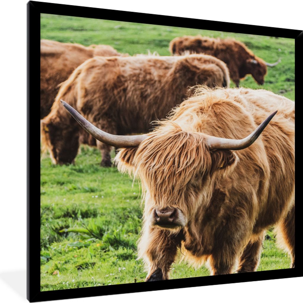 MuchoWow Gerahmtes Poster Schottische Highlander - Kühe - Tiere 40x40 cm - Poster mit Schwarzem Bilderrahmen Wandposter Rahmen Foto Bilder - Mit...