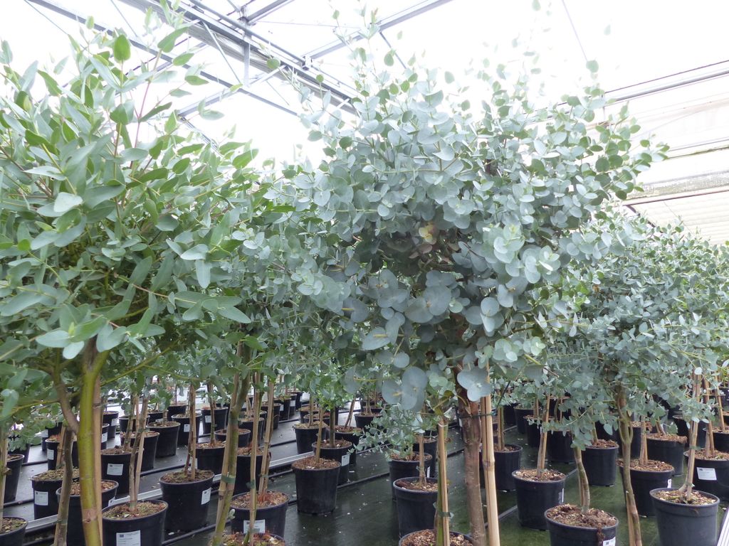 Eucalyptus Stamm Eukalyptusbaum, 90 - 120 cm, Pflanze Produktbild 7